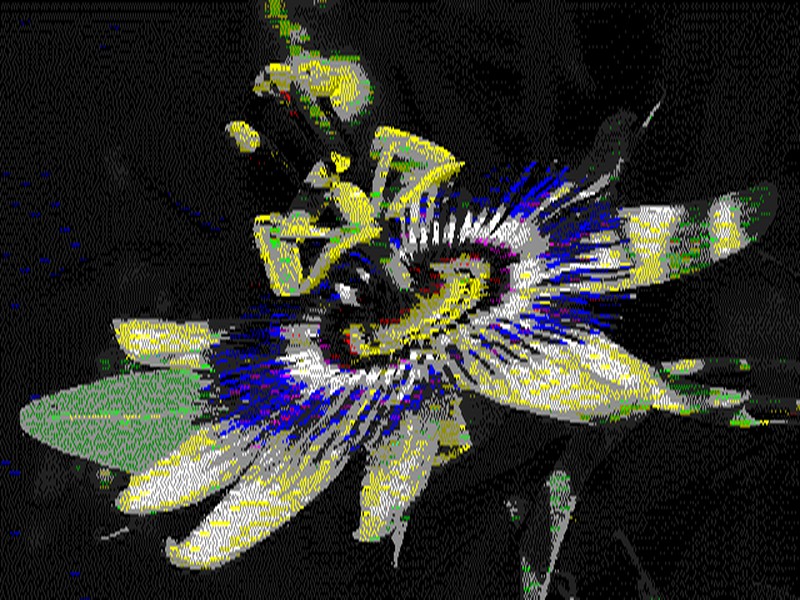 Passiflora caerulea, rendered in VDC-IHFLI interlaced colour mode